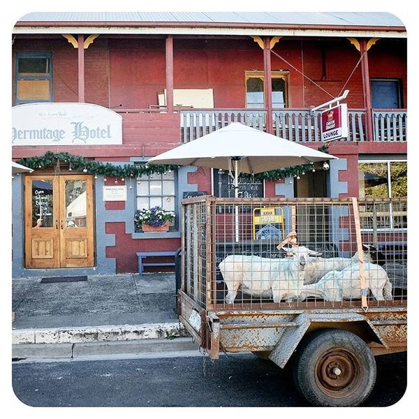 Three sheep in a trailer outside an old pub in Harrow