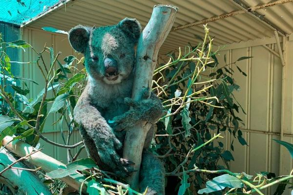 Drop bear, Koala Eyre Peninsula South Australia, John White