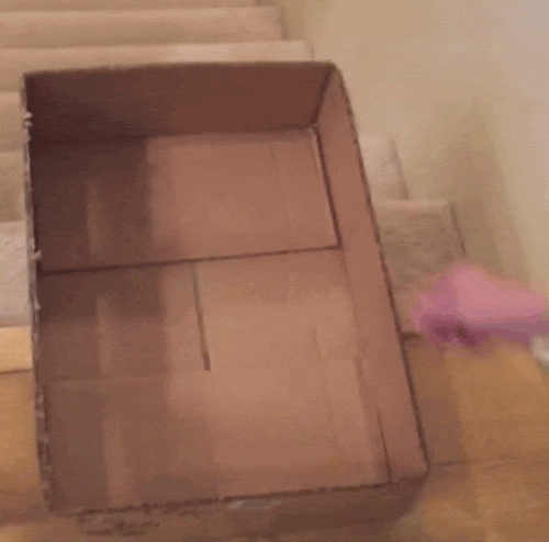 A cat leaps into a cardboard box fashioned into a sled, pushing it down a set of carpeted stairs and safely onto a landing