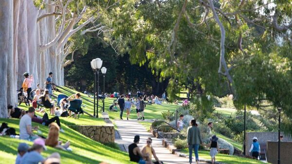 Crowds of people enjoy the sunshine on the grass at Kings Park.