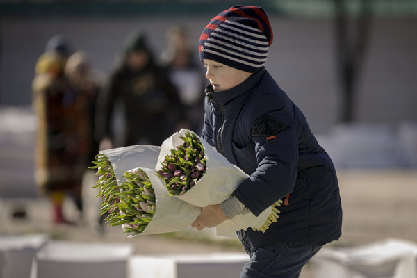 A small child carries three bundles of tulips.