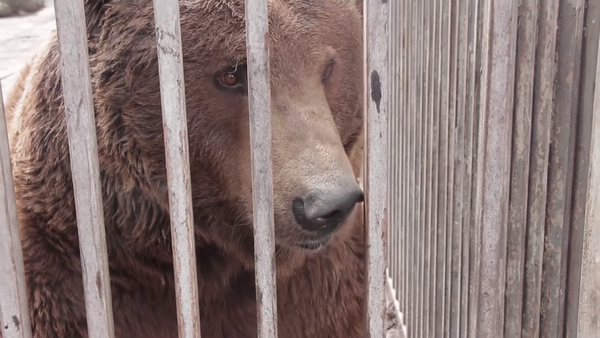 A brown bear looks through the bars of a cage.