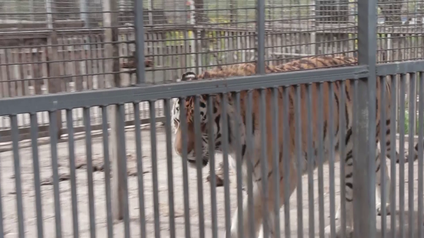 A tiger paces inside a cage.