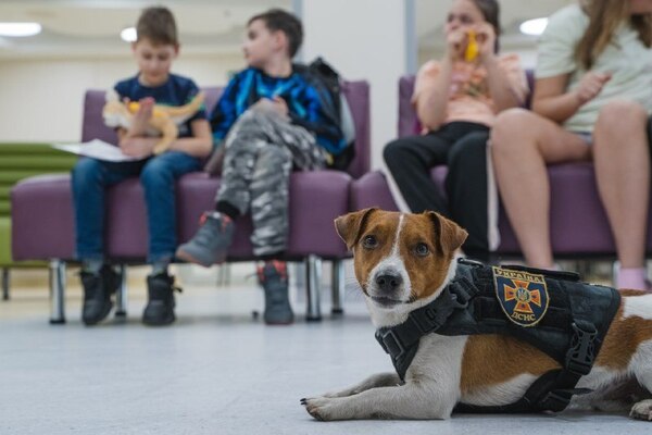 a small brown and white dog wearing a vest looks at the camera. He is lying on the floor of a waiting room