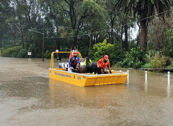 Two small ponies in an SES raft